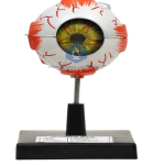 Human Eye Model